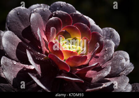 Aeonium succulenta cactus vicino fino contro uno sfondo scuro Foto Stock