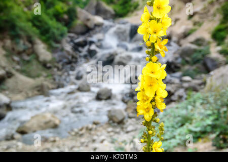 Mullein comune o molène thapsus fiore Foto Stock