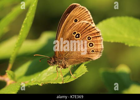 Ringlet butterfly Foto Stock