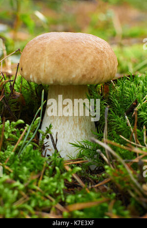 Giovani Boletus Edulis Mushroom crescendo in MOSS Foto Stock