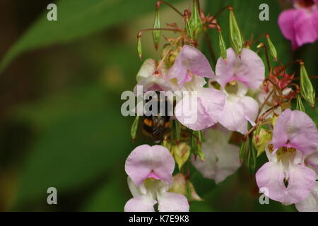 ape Foto Stock