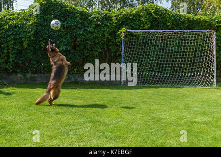 Il cane afferra la palla in un salto,pastore tedesco giocando con una sfera Foto Stock