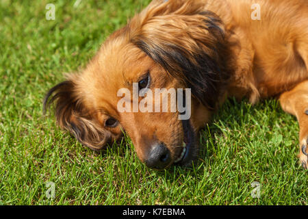 Cane giacente sul retro su erba verde,miscelati spaniel cani spaniel Foto Stock