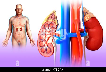 Illustrazione dei maschi di anatomia del rene. Foto Stock