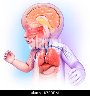 Illustrazione della testa di un bambino e di anatomia del torace. Foto Stock