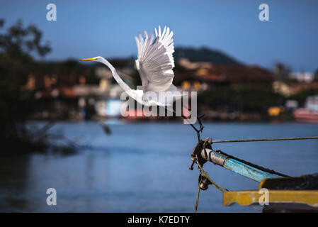 Airone bianco maggiore (Ardea alba) di prendere il volo da barca da pesca. Foto Stock