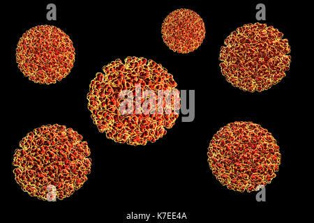 Ross River virus (RRV), computer illustrazione. RRV è un piccolo incapsulato a singolo filamento di RNA (acido ribonucleico) alfavirus endemica di Australia, Papua Nuova Guinea e delle altre isole del Pacifico meridionale. È responsabile di una zanzara-borne non letale, ma debilitante malattia tropicale noto come fiume Ross febbre. Foto Stock