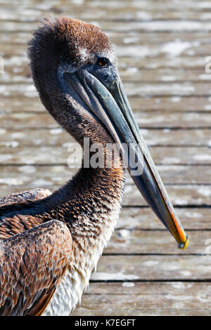 Pelican close up profilo con dettaglio di becco, Testa, occhi, collo. Lo sfondo è il dock in legno Foto Stock