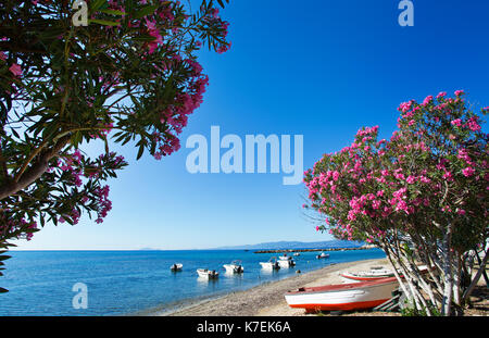 Rosa selvatica fioritura arbusto oleander Nerium oleander Ketelios fioritura in Kefalonia,Grecia Foto Stock