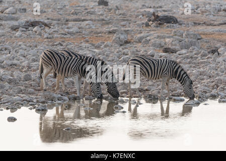 Zebra di bere da un waterhold Foto Stock