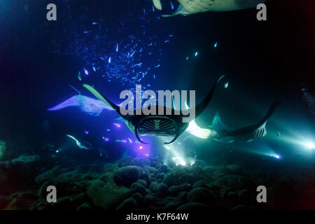 Colorato closeup gigante di manta ray di notte in acque tropicali Foto Stock