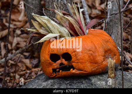 Scartata la zucca di Halloween, la Cucurbita pepo, seduto su una roccia nella foresta. Foto Stock