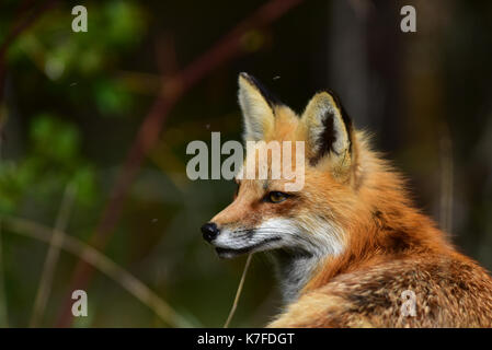 Ritratto di un rosso volpe (Vulpes vulpes) sdraiato, fissando e ascolto. Foto Stock