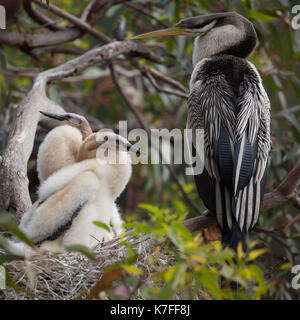 Molla in Western Australia, un australasian darter con due pulcini. I maschi sono di colore nero con strisce bianche sulle ali. Essi possono crescere fino a 34-37a. Foto Stock