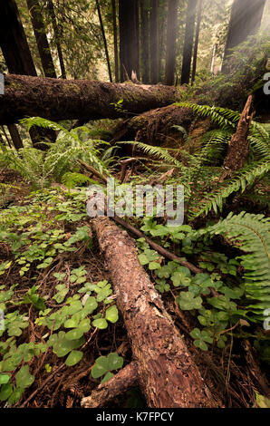 Redwood foresta nel nord della California, immagine a colori Foto Stock