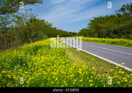 Fiore giallo canola lungo le corsie di marcia su Jeju Island, Corea del Sud, Asia. Foto Stock