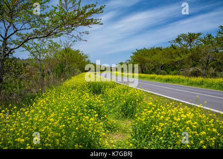 Fiore giallo canola lungo le corsie di marcia su Jeju Island, Corea del Sud, Asia. Foto Stock