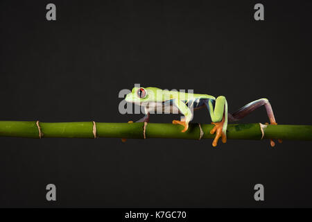 Un rosso eyed raganella di bilanciamento e di camminare lungo una canna di bambù contro uno sfondo nero Foto Stock