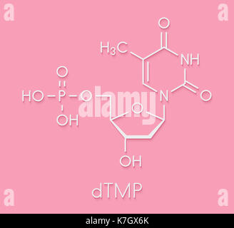 La timidina monofosfato (tmp, timidilato) Sequenza nucleotidica molecola di DNA building block. formula scheletrico. Foto Stock