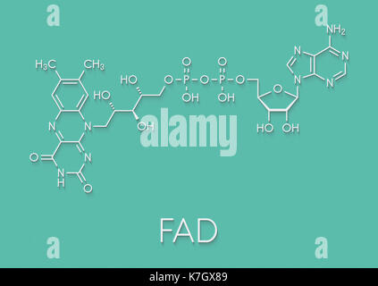 Flavina adenina dinucleotide (FAD) redox molecola di coenzima. formula scheletrico. Foto Stock