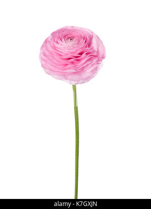 La luce rosa ranunculus isolati su sfondo bianco. Foto Stock