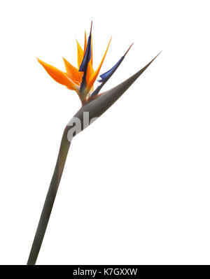 Gli uccelli del fiore paradize (strelitzia) isolato su uno sfondo bianco. Foto Stock