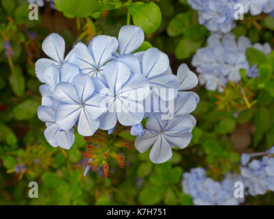Plumbago capensis cresce in grande casa verde Foto Stock