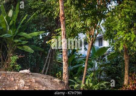 Cane dormire a Krabi town, Thailandia Foto Stock