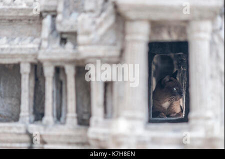 Il gatto siamese trova rifugio nel modello di Angor Wat. Wat Phra Kaew (Tempio del Buddha di Smeraldo), il Grand Palace, Phra Nakhon, Bangkok, Thailandia Foto Stock