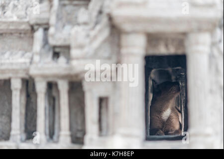 Il gatto siamese trova il santuario nel modello di Angor Wat a Wat Phra Kaew (Tempio del Buddha di Smeraldo). Il Grand Palace, Bangkok, Thailandia Foto Stock