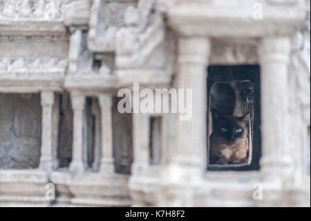 Il gatto siamese trova rifugio nel modello di Angor Wat. Wat Phra Kaew (Tempio del Buddha di Smeraldo), il Grand Palace, Phra Nakhon, Bangkok, Thailandia Foto Stock