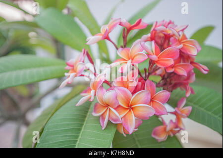 Fiori di Frangipani rosa e arancio Foto Stock