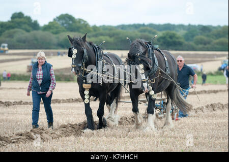 Un uomo aratri un campo con le sue due shire cavalli durante il west grinstead aratura in corrispondenza itchingfield, west sussex, in Inghilterra, Regno Unito. Foto Stock