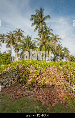 Noci di cocco in una fattoria di cocco, Koh Samui, Thailandia Foto Stock