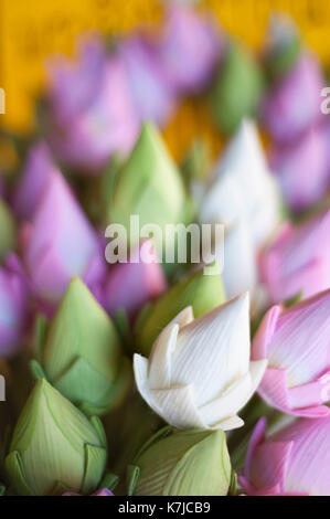 Carta fiori di loto al Wat Chedi Luang tempio in Chiang Mai Thailandia Foto Stock