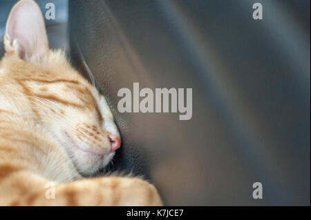 Lo zenzero Cat riccioli fino a dormire Foto Stock