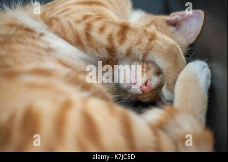 Lo zenzero Cat riccioli fino a dormire Foto Stock