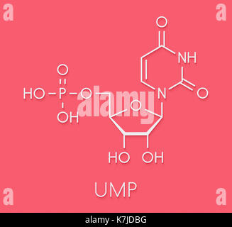 Uridina monofosfato (UMP, acido uridylic) Sequenza nucleotidica molecola. building block di RNA. formula scheletrico. Foto Stock