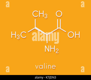 Valina (L-valina, val, v) aminoacido molecola di formula scheletrico. Foto Stock