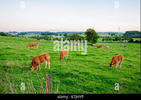 Mucche con le erbe Foto Stock