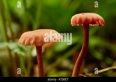 Amethyst deceiver, laccaria amethystina, nel bosco di latifoglie, West Lothian, Scozia, Regno Unito Foto Stock