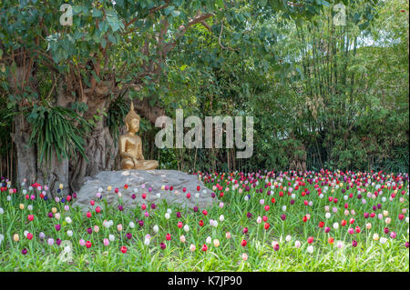 Meditare Buddha tra tulipani nel giardino del tempio a Wat Phan Tao, Chiang mai, Thailandia, Sud-est asiatico Foto Stock