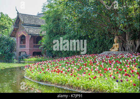 Meditare Buddha tra tulipani nel giardino del tempio a Wat Phan Tao, Chiang mai, Thailandia, Sud-est asiatico Foto Stock