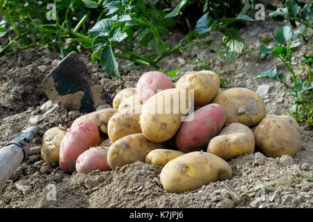 Appena scavato il mucchio di rosso e giallo di patate giacente sul suolo prossimo di zappa. Foto Stock