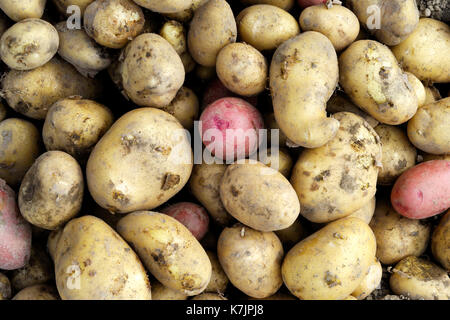 Sfondo di appena scavato il giallo e il rosso di patate. Foto Stock