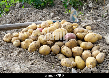 Appena scavato il mucchio di rosso e giallo di patate giacente sul suolo prossimo di zappa. Foto Stock