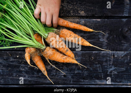 Appena raccolto mazzetto di carote su rustiche in legno scuro da sopra. bambino la mano. spazio per il testo. Foto Stock