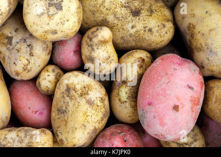 Sfondo di appena scavato il giallo e il rosso di patate. Foto Stock