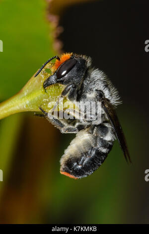 Leaf Cutter Bee il taglio Foto Stock