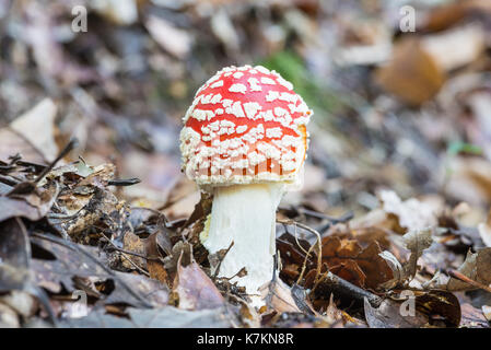 Fly agaric o fly amanita (amanita muscaria fungo). Giovani fungo velenoso, rosso con macchie bianche nel suo habitat naturale Foto Stock